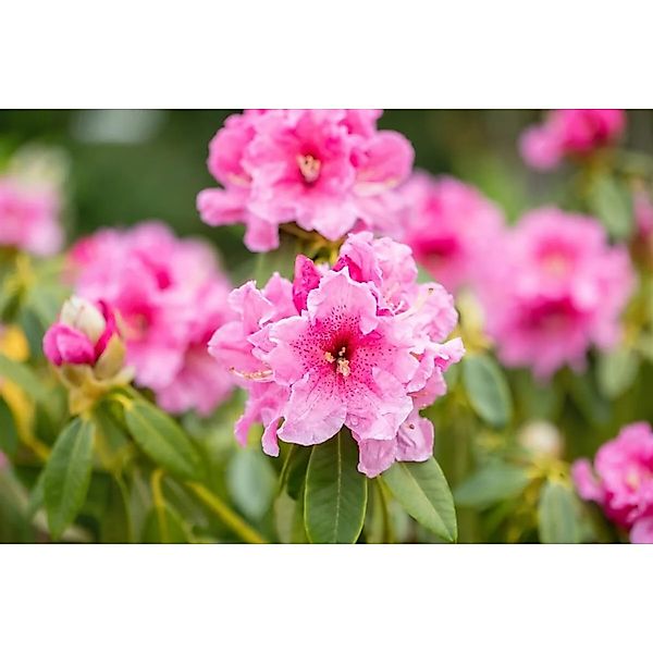Rhododendron Spätlese Rosa Blüten 50–60 cm günstig online kaufen