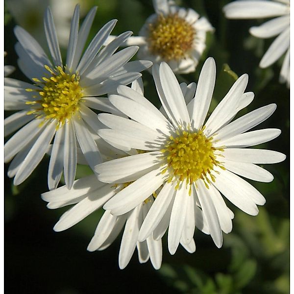 Wild-Aster - Aster ageratoides günstig online kaufen