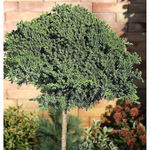 Hochstamm Japanischer Kriechwacholder 60-80cm - Juniperus procumbens Nana günstig online kaufen