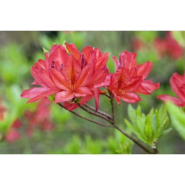 Rhododendron Luteum Tunis Gelb 40–50 cm günstig online kaufen