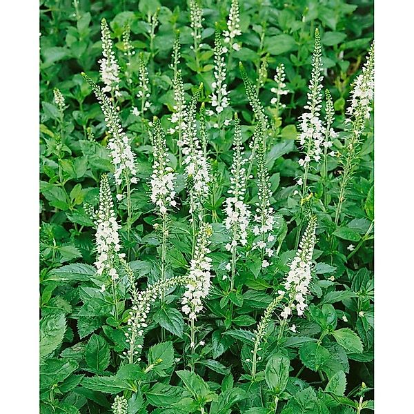 Veronica Spicata Icicle Ähriger Ehrenpreis Ca. 9x9 cm Topf günstig online kaufen