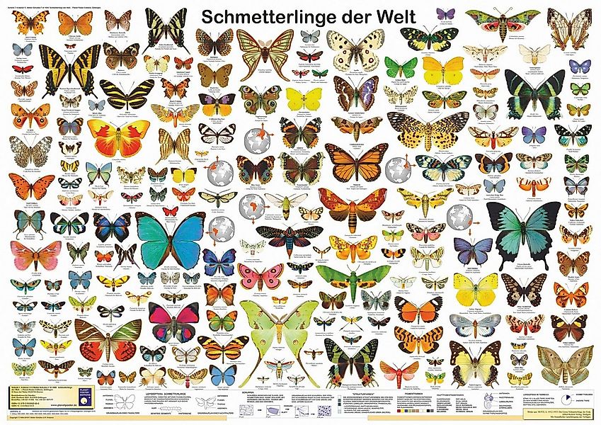 Close Up Poster Schmetterlinge der Welt Poster deutsch DIN A1 84,1 x 59,4 c günstig online kaufen
