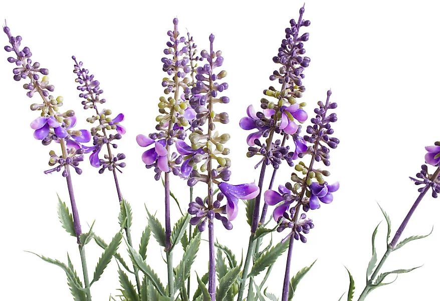Botanic-Haus Künstliche Zimmerpflanze »Lavendel - Kräutertopf« günstig online kaufen