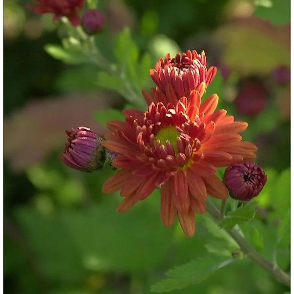 Winteraster Herbstrubin - Chrysanthemum hortorum günstig online kaufen