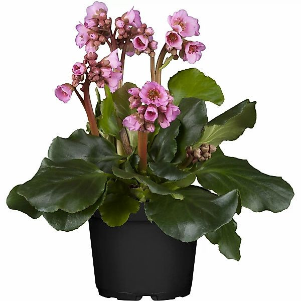 GROW by OBI Garten-Bergenie Rotblum Rot Topf-Ø ca. 9 cm x 9 cm Bergenia günstig online kaufen