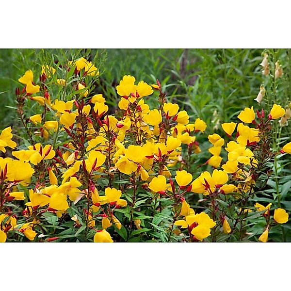 Oenothera Tetragona Sonnenwende Nachtkerze Ca. 9x9 cm Topf günstig online kaufen