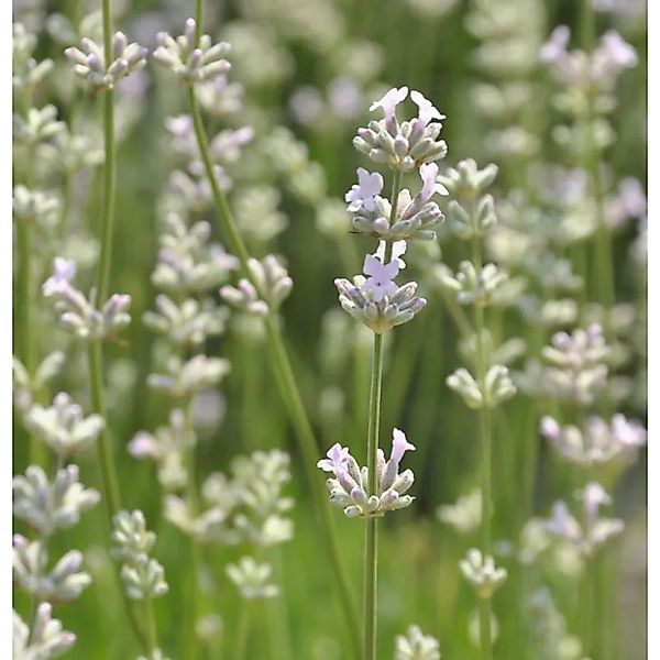 Echter Lavendel Hidcote Pink - Lavandula angustifolia günstig online kaufen