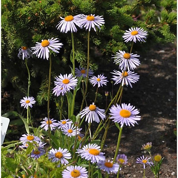 Frühsommeraster - Aster tongolensis günstig online kaufen