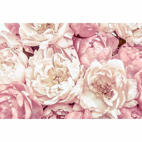 Komar Vliestapete Peonies 368 x 248 cm günstig online kaufen