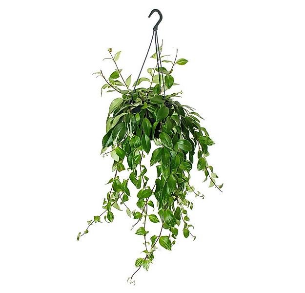 Exotenherz Zimmerpflanze Lippenstiftpflanze Aeschynanthus lobbianus Variega günstig online kaufen