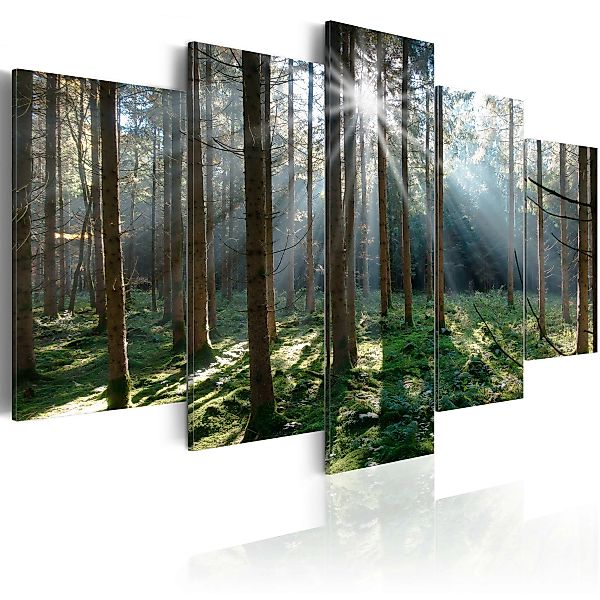 Wandbild - Fairytale Forest günstig online kaufen