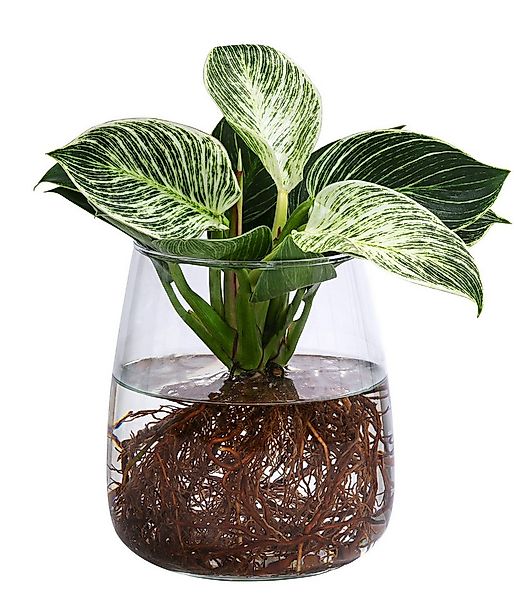 Dehner Zimmerpflanze Waterplant Kingston, Philodendron, im Glas, Philodendr günstig online kaufen