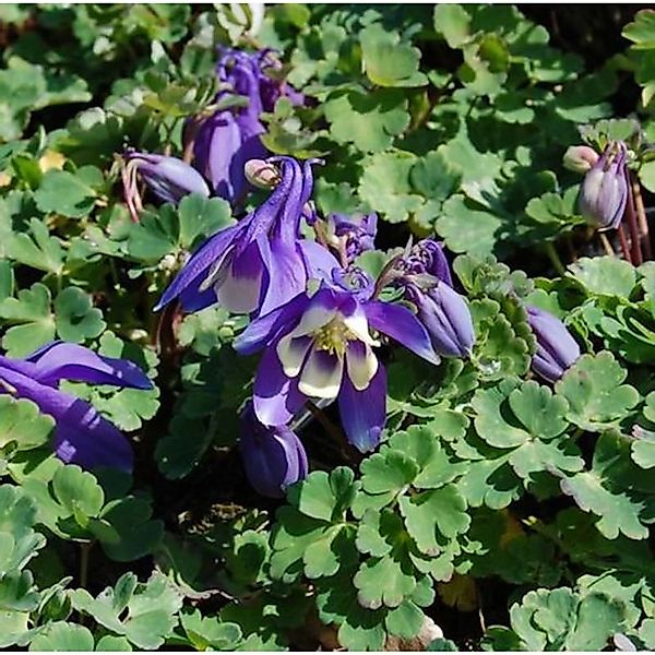 Zwergakelei Cameo Blau-Weiß - Aquilegia flabellata günstig online kaufen