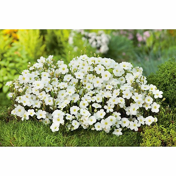 GROW by OBI Sandkraut Weiß Topf-Ø ca. 9 cm x 9 cm Arenaria günstig online kaufen