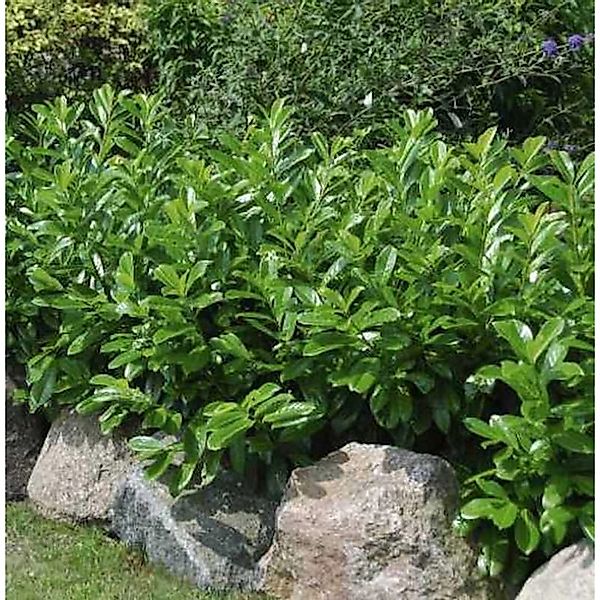 Kirschlorbeer Diana 100-125cm - Prunus laurocerasus günstig online kaufen