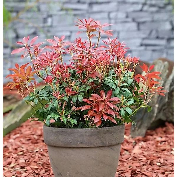 Schattenglöckchen Lavendelheide Mountain Fire 40-50cm - Pieris japonica günstig online kaufen
