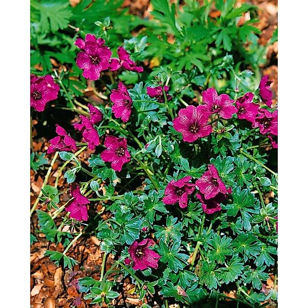 Geranium Cinereum Purple Pillow Storchschnabel Ca. 9x9 cm Topf günstig online kaufen