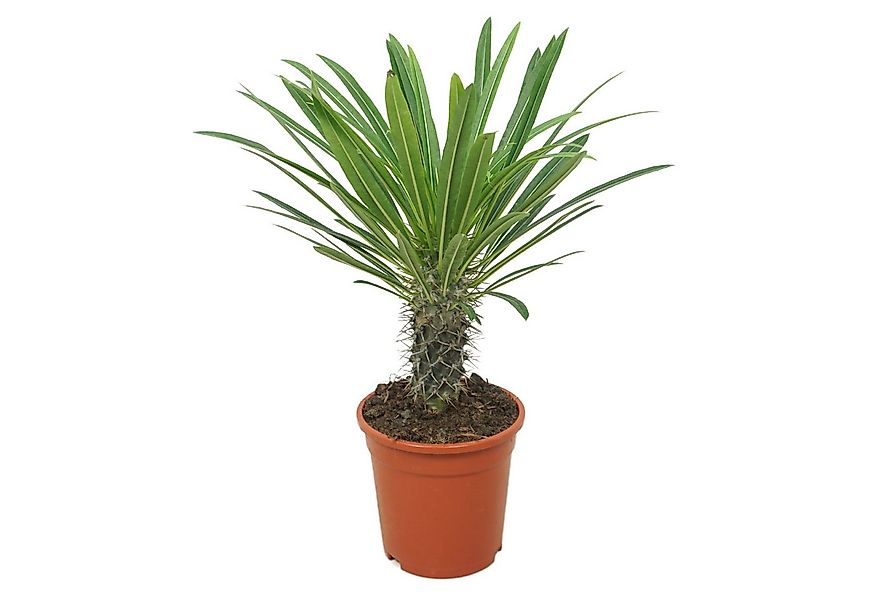 meinvipshop Zimmerpflanze Palme Madagaskarpalme Pachypodium lamerei 45cm günstig online kaufen