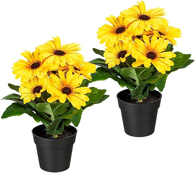 Kunstpflanze Elaine Gerbera, my home, Höhe 27 cm, im Topf, 2er Set günstig online kaufen