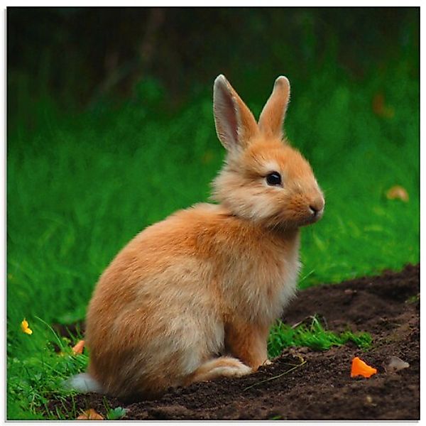 Artland Glasbild "Zwergkaninchen im Grünen", Wildtiere, (1 St.), in verschi günstig online kaufen