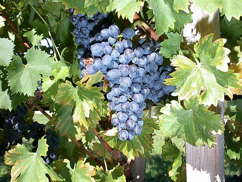 Pflanzen für Dich Obstpflanze Vitis vinifera Nero, 1 St., Weinrebe, Tafeltr günstig online kaufen