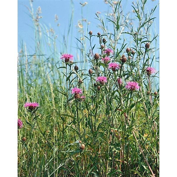 Centaurea Jacea Wiesenflockenblume Ca. 11x11 cm Topf günstig online kaufen