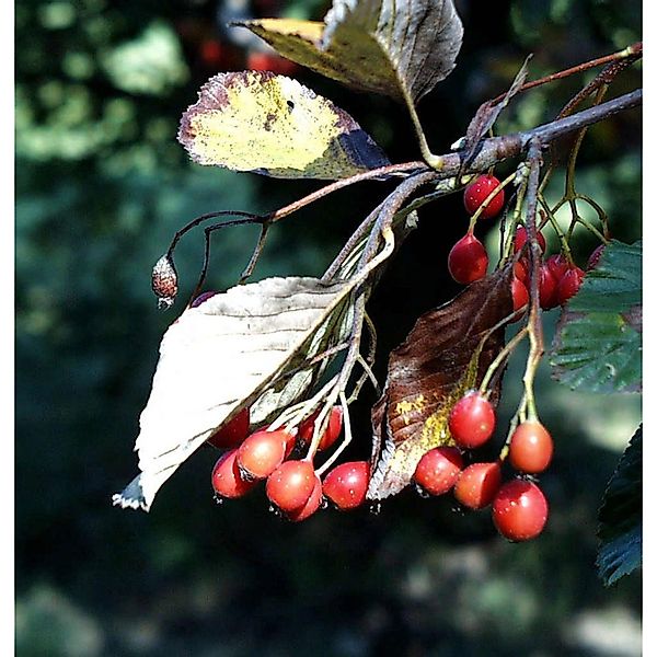 Echte Mehlbeere 80-100cm - Sorbus aria günstig online kaufen