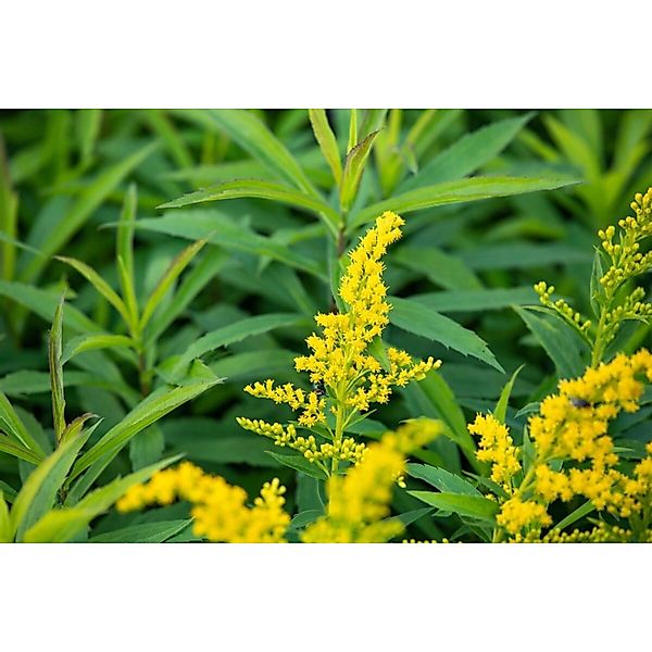 Solidago X Cult. Goldkind Goldrute Ca. 9x9 cm Topf günstig online kaufen