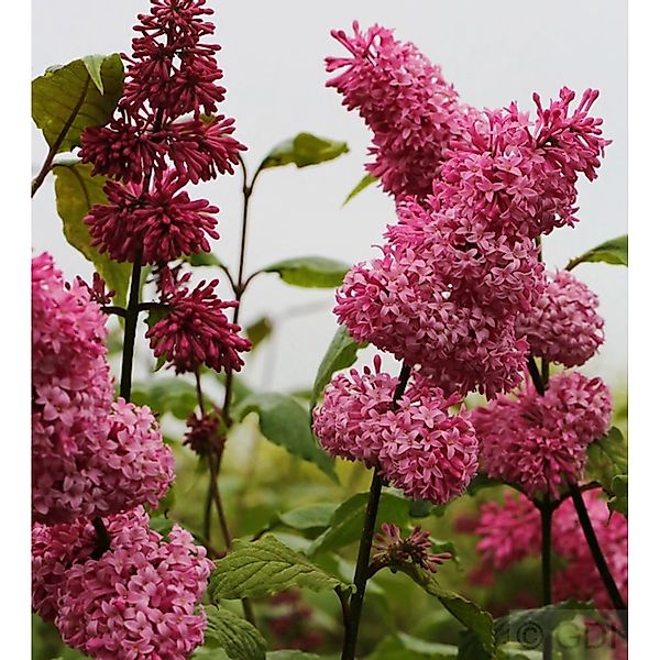 Edelflieder Miss Canada - Kircher-Collection 30-40cm - Syringa hyacinthiflo günstig online kaufen