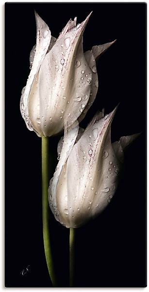 Artland Wandbild »Weiße Tulpen in der Nacht« Blumenbilder 1 Stk. tlg. als A günstig online kaufen