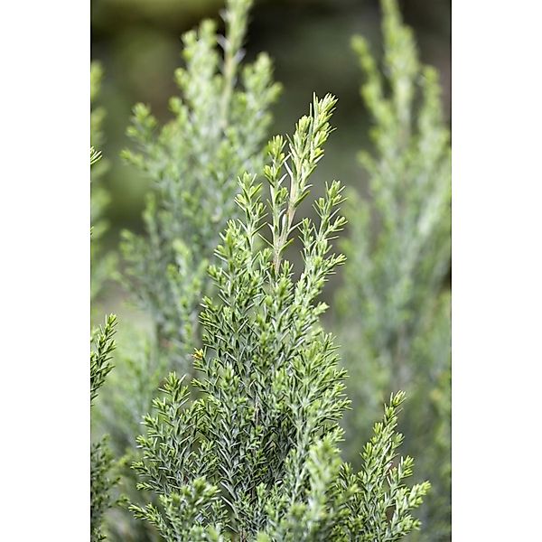 Chamaecyparis Lawsoniana Ellwoodii Blaue Scheinzypresse 30–40 cm günstig online kaufen