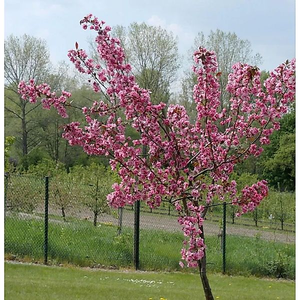 Hochstamm Zierapfel Royal Raindrops 40-60cm - Malus Hybride günstig online kaufen