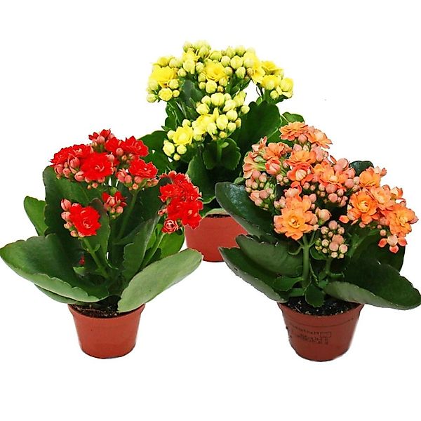 Exotenherz Minikalanchoe Rosalina Set mit 3 Verschiedene Pflanzen Flammende günstig online kaufen