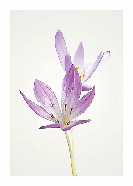 Komar Bild "Autumn Crocus", Blumen, (1 St.), Wandbild zur Dekoration - ohne günstig online kaufen