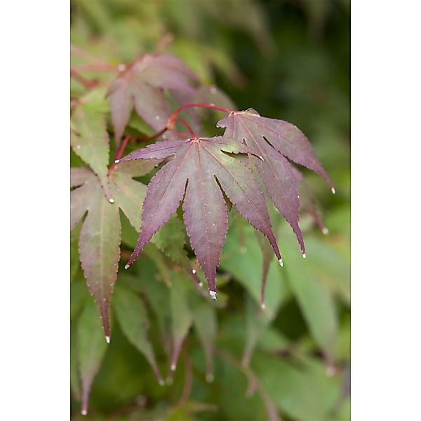 Acer Palmatum Moonfire Japanischer Ahorn Rot 60–80 cm günstig online kaufen