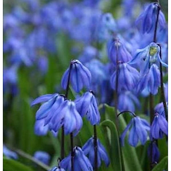 Sibirischer Blaustern - Scilla siberica günstig online kaufen