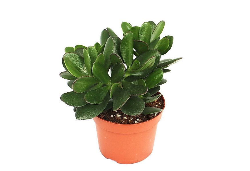Exotenherz Kaktus Crassula portulacea - Geldbaum - große Pflanze im 12cm To günstig online kaufen