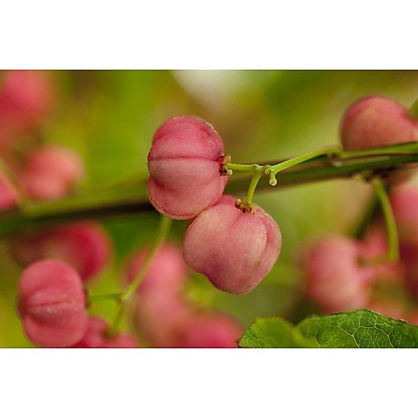 Euonymus Phellomanus Korkspindelstrauch 120 cm Stammhöhe günstig online kaufen