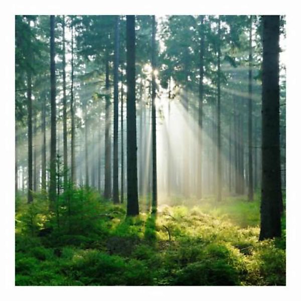 Bilderwelten Fototapete Enlightened Forest grün Gr. 288 x 190 günstig online kaufen