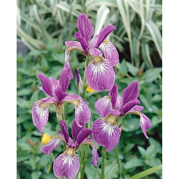 Iris Sibirica Sibirische Schwertlilie Ca. 11x11 cm Topf günstig online kaufen