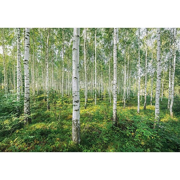 Komar Fototapete Sunny Day  368 x 254 cm günstig online kaufen