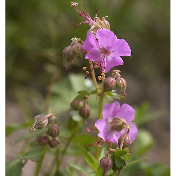 Storchenschnabel Berggarten - Geranium cantabrigiense günstig online kaufen