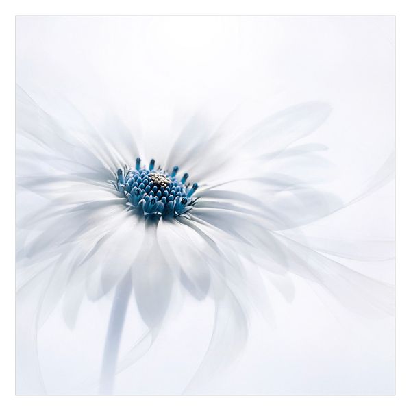 Bilderdepot24 Fototapete Blumen Gänseblümchen Blau Blumentapete günstig online kaufen
