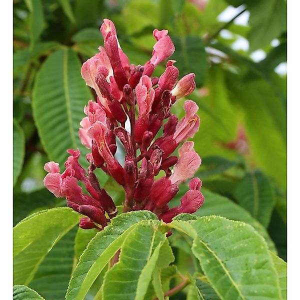 Hochstamm Zwergkastanie Rosea Nana 100-125cm - Aesculus pavia günstig online kaufen