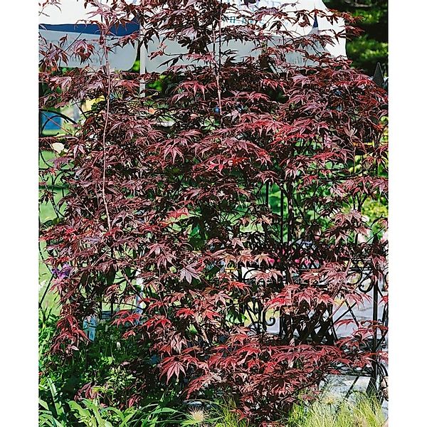 Acer Palmatum Pung Kil Japanischer Ahorn 60–80 cm günstig online kaufen