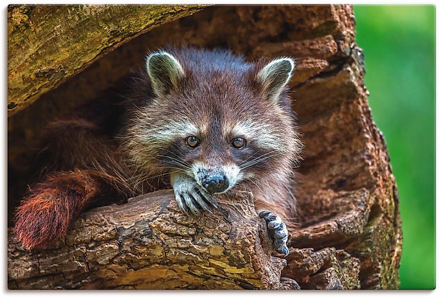 Artland Leinwandbild "Waschbär", Wildtiere, (1 St.), auf Keilrahmen gespann günstig online kaufen