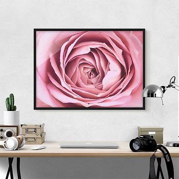 Bild mit Rahmen Blumen - Querformat Rosa Rosenblüte günstig online kaufen