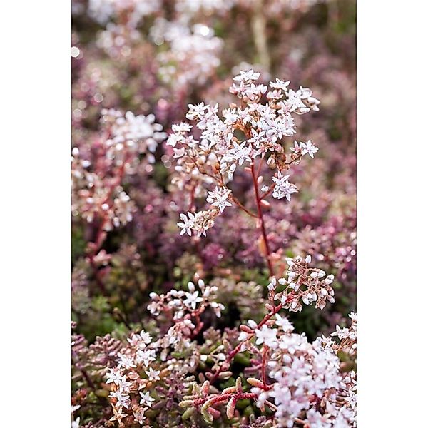 Sedum Album Murale Teppichsedum Rötlich Ca. 9x9 cm Topf günstig online kaufen