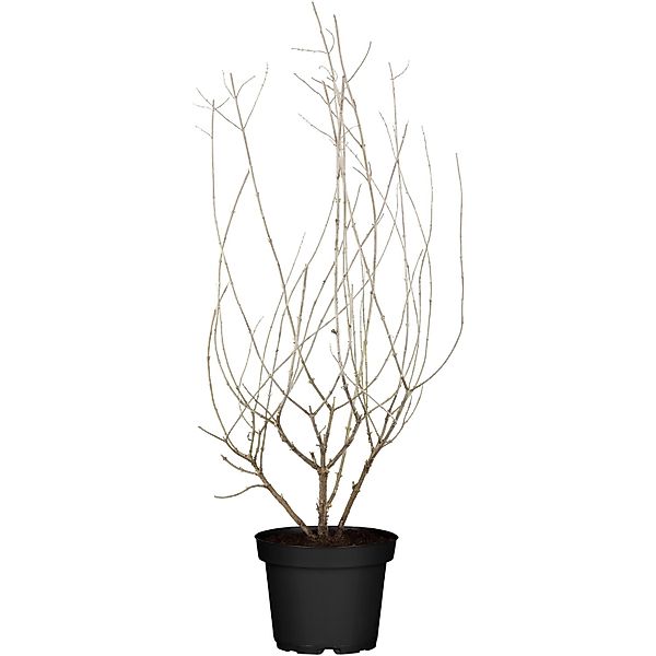 Blauraute Blue Spire Blau Topf-Ø ca. 19 cm Perovskia günstig online kaufen