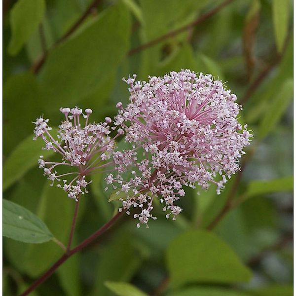 Säckelblume Perle Rose 40-60cm - Ceanothus pallidus günstig online kaufen